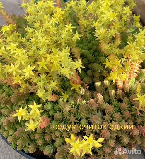 Почвопокровники, седум, камнеломка