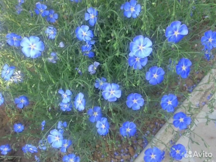 Незабудка, лен