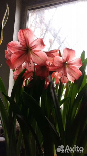 Гиппеаструм