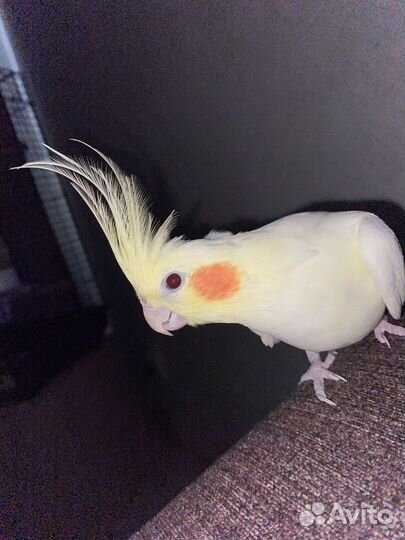 Попугай корелла с клеткой