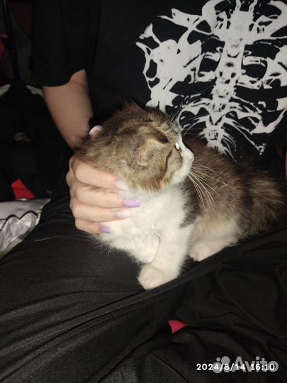 Котенок девочка в добрые руки