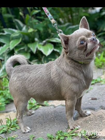 Вязка. Жених. Лиловый мальчик