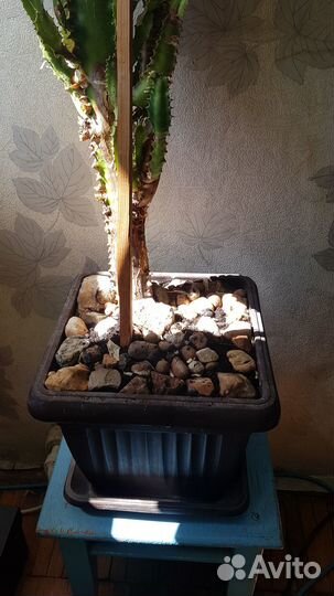 Кактус большой малочай(1м 50см.) 23 года
