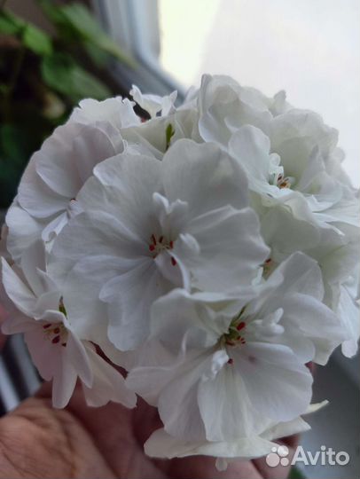 Герань пеларгония