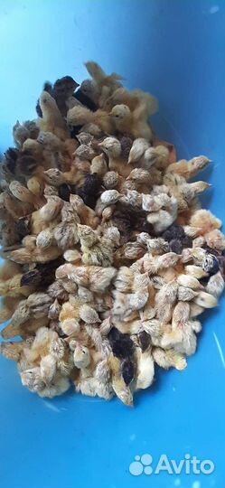 Перепела суточные