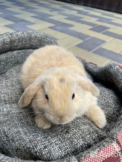 Декоративные кролики вислоухие