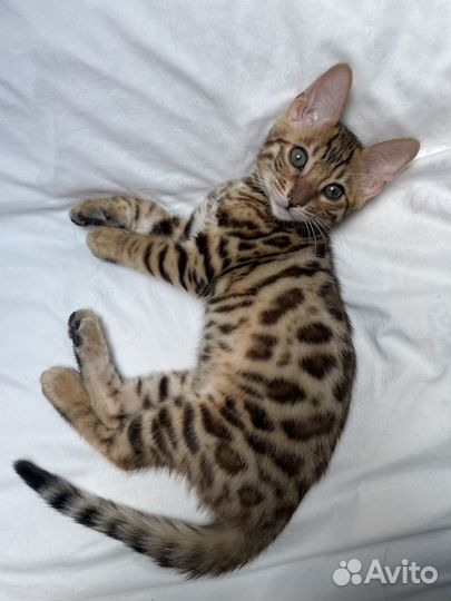 Бенгальский кот