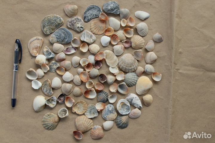 Ракушки/камушки для творчества, декора, аквариума