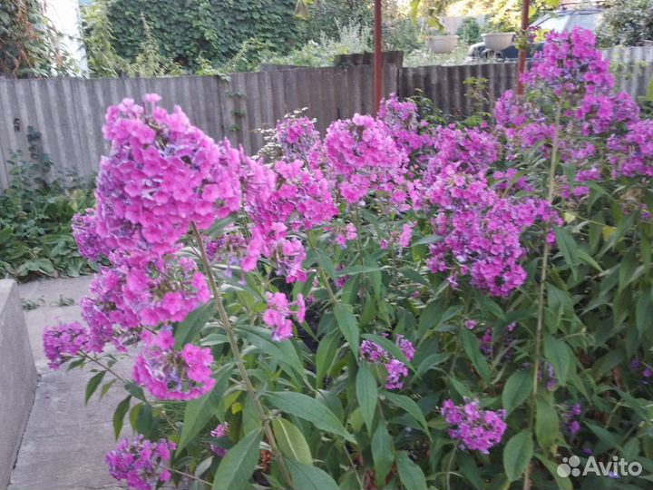 Флоксы многолетние