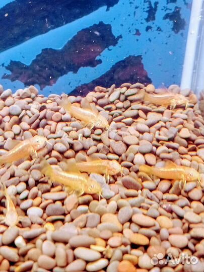 Эхинодорусы красные