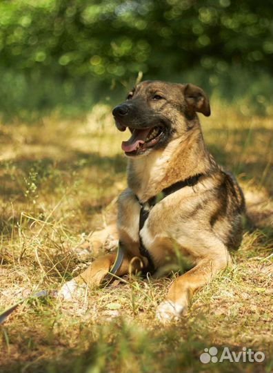 Многострадальный пес ищет любящих маму и папу