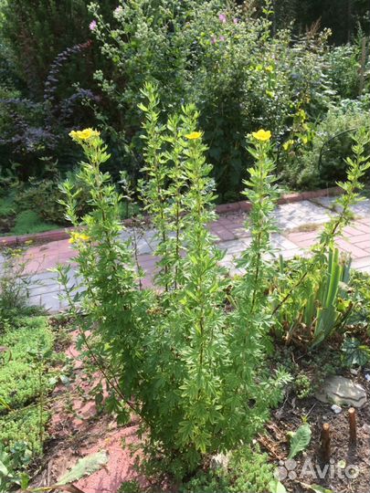 Лапчатка желтая