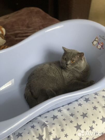 Британская