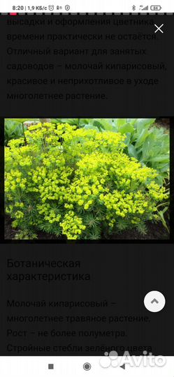Молочай кипарисовый