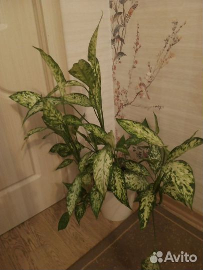 Диффенбахия