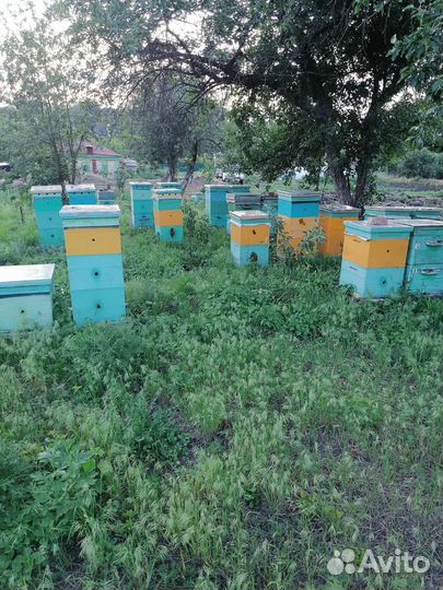 Пчелопакеты, семьи