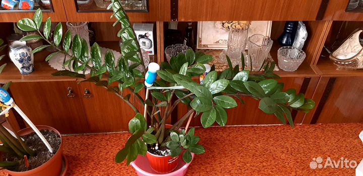 Цветок комнатный Замиокулькас