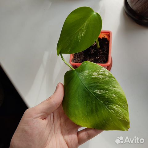 Монстера альба