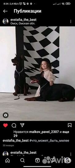 Доберман для фотосессии