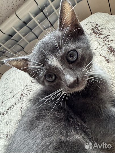 Отдам котёнка