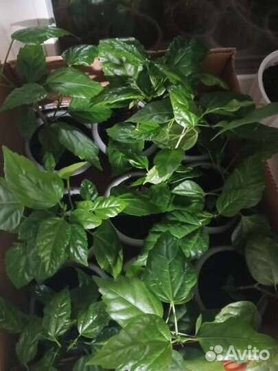 Гибискус красный махровый