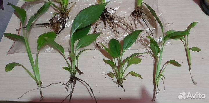 Комнатные цветы Спатифиллум 