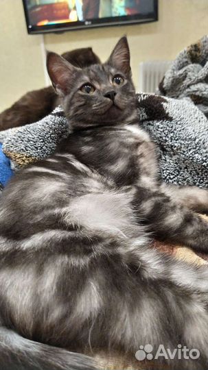 Котёнок мальчик