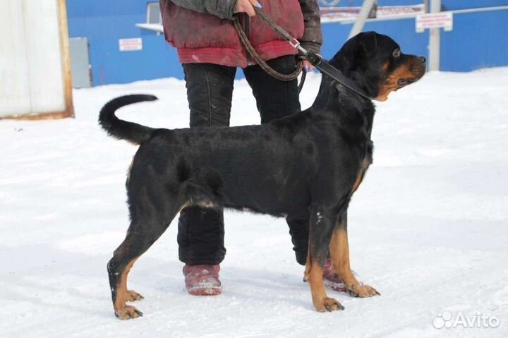 Ротвейлер в добрые руки