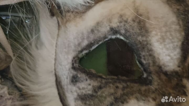 Маска для квадробики/ териан маска