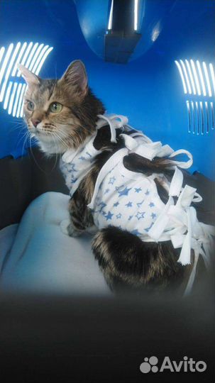 Кошка в дар бесплатно