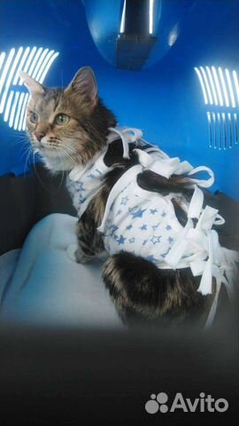 Кошка в дар бесплатно
