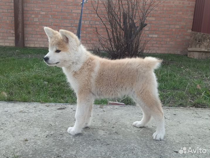 Щенки Акита-Ину