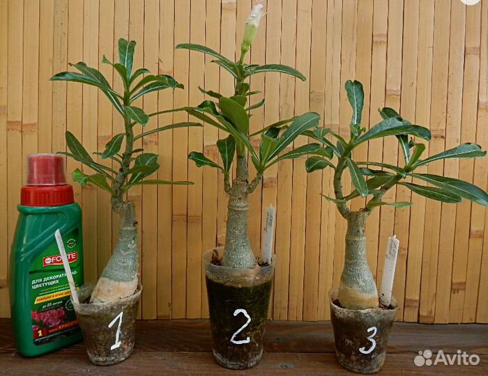 Продам прививки адениума Sunny Day