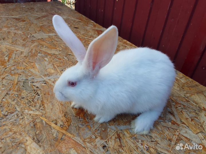 Кролики 2 месяца