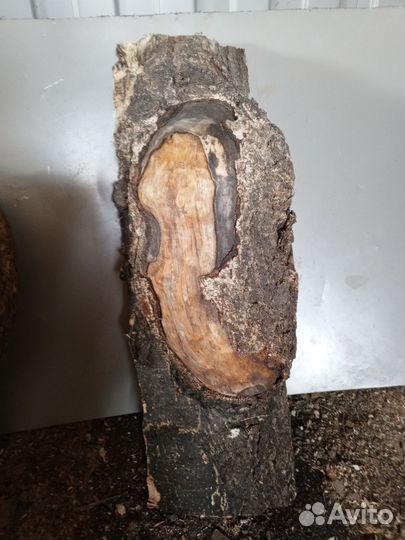 Кап березовый сухой