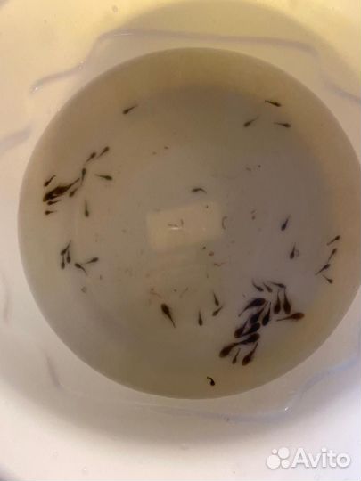 Сом анцитрус