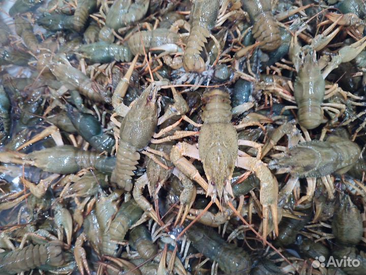 Живые раки. Опт и розница