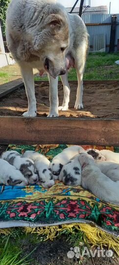 Щенки алабая