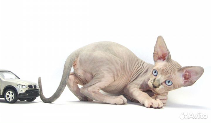 Малыш Бальмонт, он же Бальзамчик маленький лекарь)