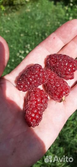 Саженцы ежемалины, спиреи, сирени, малины