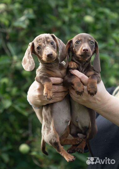 Мальчики мини. РКФ