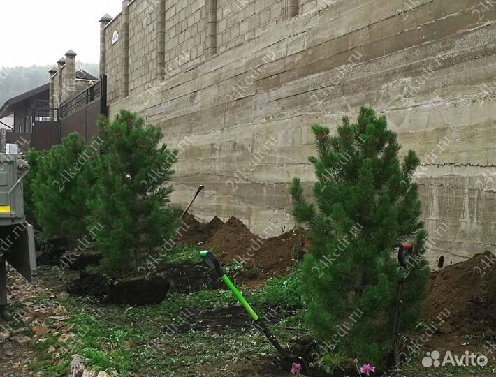 Саженцы сибирского кедра экстра класс