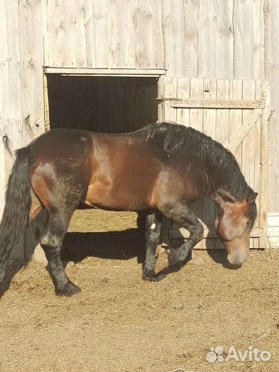 Жеребец тяжеловоз