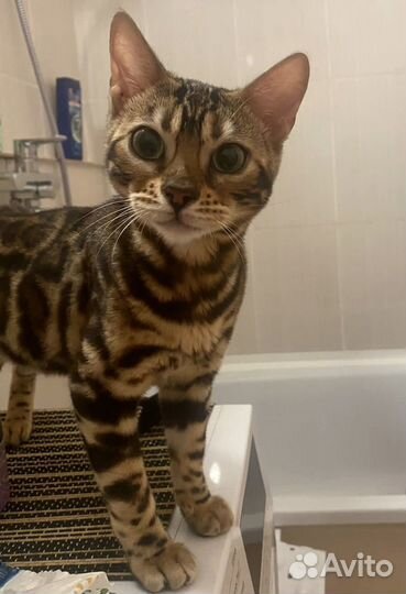 Бенгальская кошка