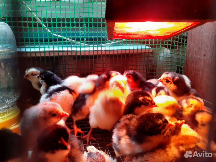 Цыплята суточные, австралорп