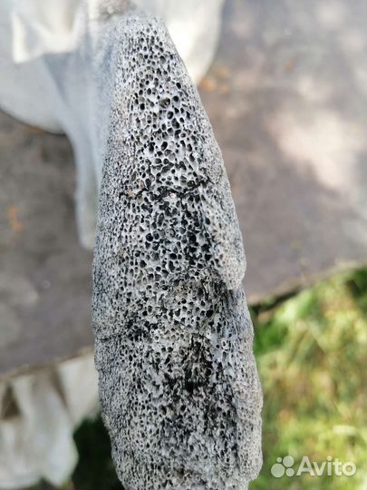 Позвоночная кость