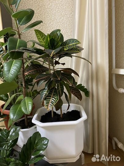 Кодиеум кротон