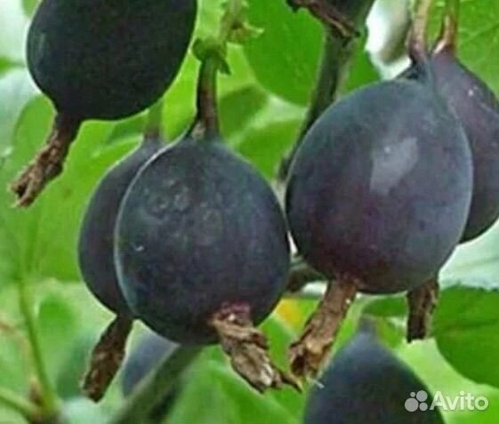 Саженцы плодовых деоевьев