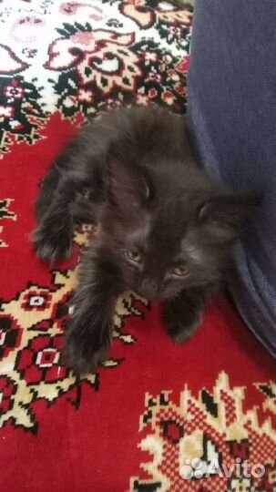 Котёнок девочка только в самые заботливые руки