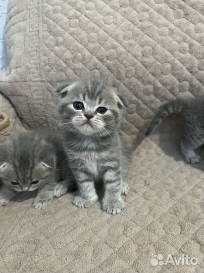 Вислоухие котята